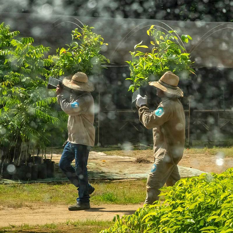 Men carrying trees to be planted