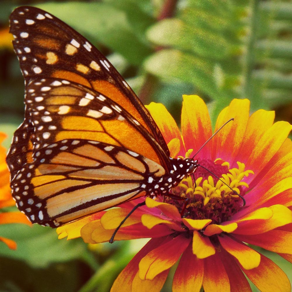 butterfly on a flower